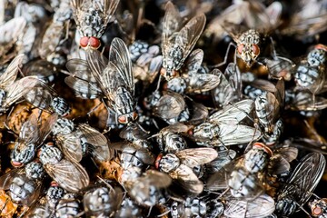 A large number of flies sitting close together on excrement. Close up.
