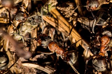 Forest ants on the surface of an anthill. Macro.