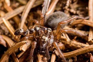 Forest ants transporting a dead spider. Macro.