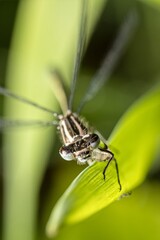 Damselfly sitting on a green plant. A look in the face. Macro.