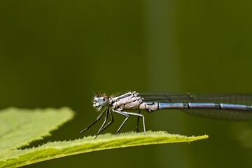 Damselfliy on leaves or stalks of grasses. Close up.
