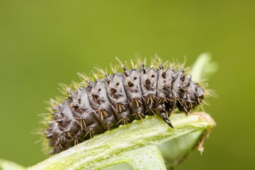 Dark larva of the beetle Galeruca tanaceti on a green leaf. Close up.