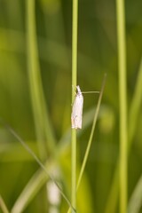 A tiny whitish butterfly (Crambus perellus pseudorostellus) sitting on a blade of grass. Macro.