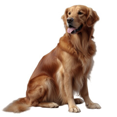 Golden retriever (PNG) ai generative