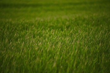 Green vibrant field in spring