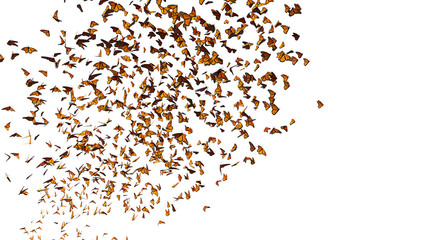 monarch butterflies, Danaus plexippus swarm isolated on transparent background  © dottedyeti