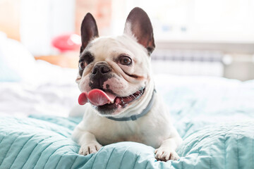 French Bulldog laying on bed panting