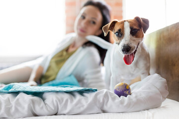 Woman watching Jack Russell Terrier dog with toy on bed - obrazy, fototapety, plakaty