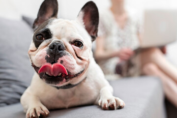 Close up portrait French Bulldog with tongue out on sofa