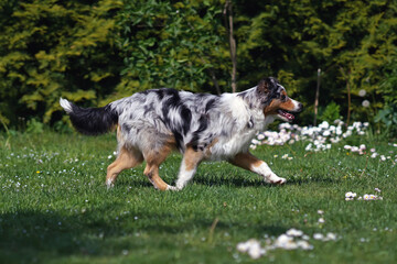 Blue merle Australian Shepherd dog posing outdoors walking on a green grass with daisy flowers in spring