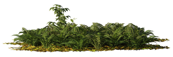 forest floor plants, saplings, dry leaves and fern isolated on transparent background banner 