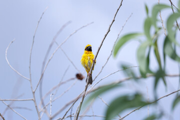 Asian golden weaver is standing on a tree branch