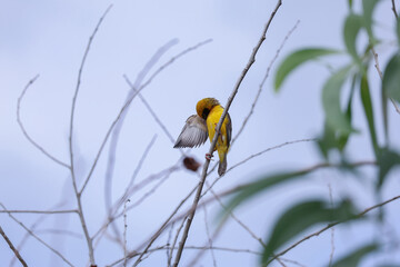 Asian golden weaver is standing on a tree branch