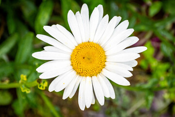 daisy in the garden