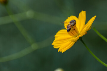 bee on yellow flower