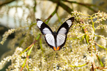 Macro shots, Beautiful nature scene. Closeup beautiful butterfly sitting on the flower in a summer garden.