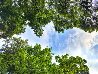 Crown of trees with green leaves against the sky.