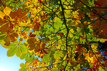 Bright autumn leaves of chestnut tree on blue sky. Green and yellow color foliage of beautiful plant in the park.