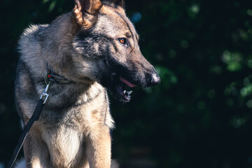 portrait of shepherd
