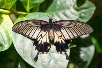 Macro shots, Beautiful nature scene. Closeup beautiful butterfly sitting on the flower in a summer garden.
