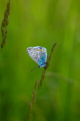 Macro shots, Beautiful nature scene. Closeup beautiful butterfly sitting on the flower in a summer garden.