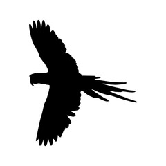 Vector illustration of black bird silhouette. Isolated white background.