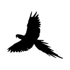 Vector illustration of black bird silhouette. Isolated white background.