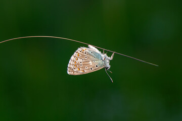 Naklejka premium Macro shots, Beautiful nature scene. Closeup beautiful butterfly sitting on the flower in a summer garden.