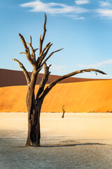 trees of Namibia,namib-naukluft national park, Namibia, africa