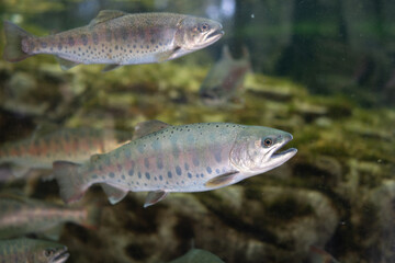 A yamame trout belonging to the Salmonidae family of the order Salmonidae that inhabits cold water areas such as upstream rivers from Hokkaido to Kyushu.