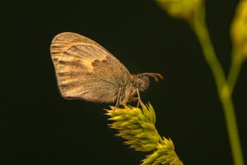 Macro shots, Beautiful nature scene. Closeup beautiful butterfly sitting on the flower in a summer garden.