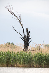 beautiful bright green summer foliage reflecting in water in the delta