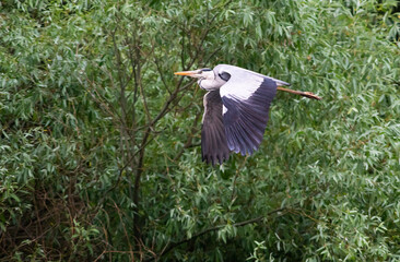 grey heron on a lake