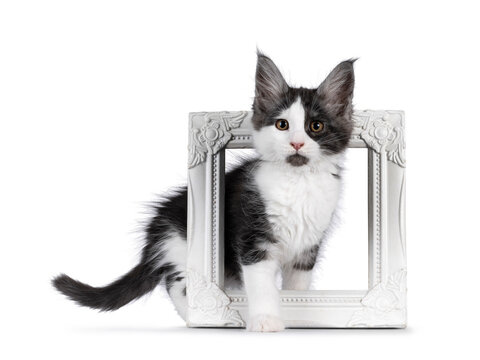 Adorable black smoke with white Maine Coon cat kitten, standing through a white empty picture frame. Looking towards camera, showing cute black chin. Isolated on a white background.