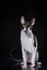 black and white Cornish Rex on a black background. Cat in the studio Beautiful pet portrait