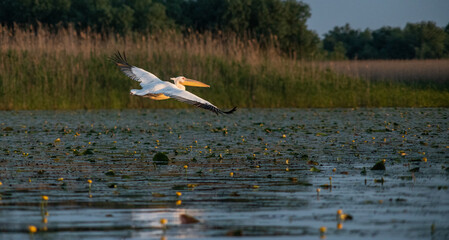pelicans on the lake at sunset