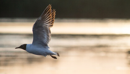 seagull on a lake at sunset