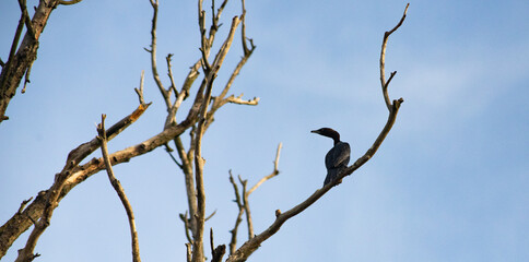 great cormorant bird in the delta