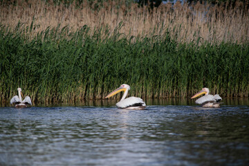pelicans on the lake at sunset