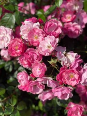 Flowers of roses, rose hips, bright pink, in the park, in summer. Caring for flowers, growing roses in the garden. Beautiful pink flowers