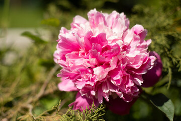 Peony in garden. Large flower. Pink flower in garden.