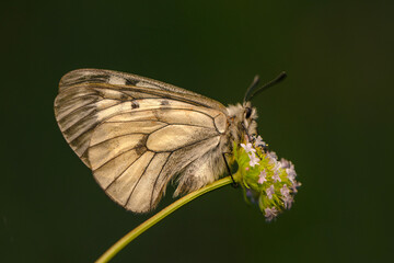 Macro shots, Beautiful nature scene. Closeup beautiful butterfly sitting on the flower in a summer garden.