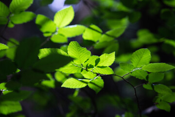 Fototapeta na wymiar bright green leaves summer nature background
