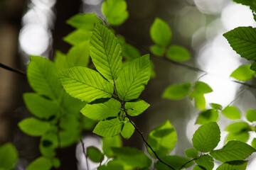 bright green leaves summer nature background