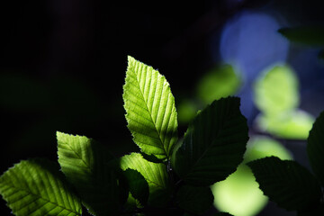 bright green leaves summer nature background