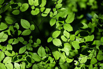 bright green leaves summer nature background