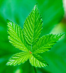 bright green leaves summer nature background
