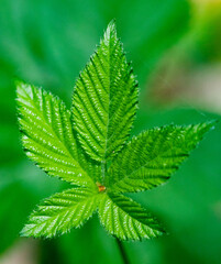 bright green leaves summer nature background