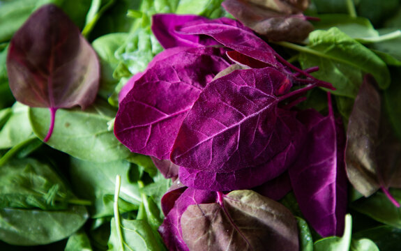 fresh red orache or loboda leaves