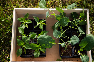 cabbage and green pepper seedlings in a box